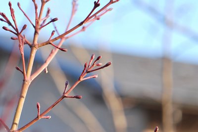 Acer crataegifolium 'Veitchii' - javor hloholistý - janí větévky